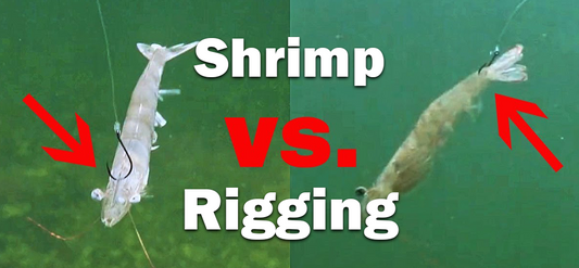 The Most know way of fishing with LIVE SHRIMP